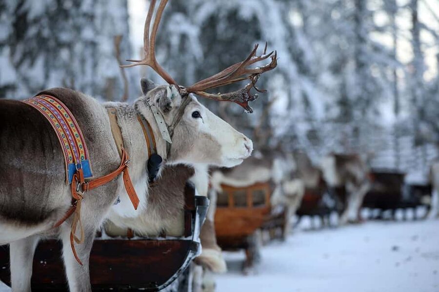 Kuusamo: Reindeer Sleigh Ride in Kujalan Porotila - The 1.5 km forest glide at night: sounds, stars, and slow winter magic