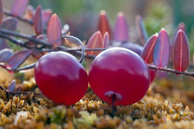 Lapland Berry Day Experience - Key highlights you’ll feel right away