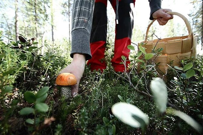 Lapland Berry Day Experience - The 3-Hour Foraging Walk: What Happens Outside