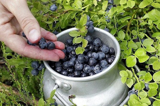 Lapland Berry Day Experience - How The Guide Helps You Pick Only Edible Specimens