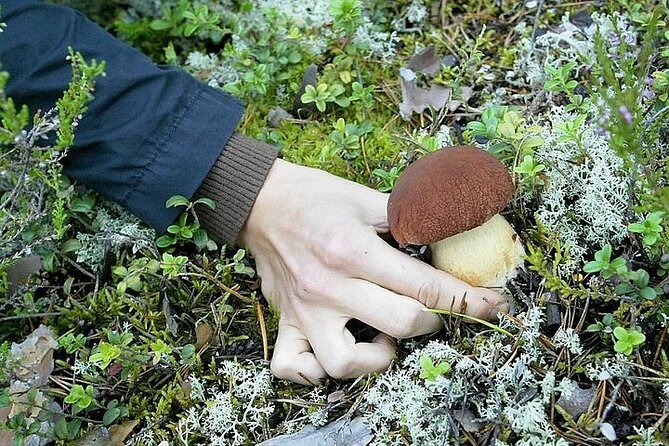 Lapland Berry Day Experience - Cloudberries And Blueberries: The Finds That Make People Smile