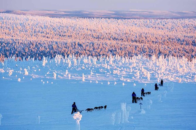 Lapland Husky Safari from Saariselkä - Key Highlights That Make This Husky Safari Worth It
