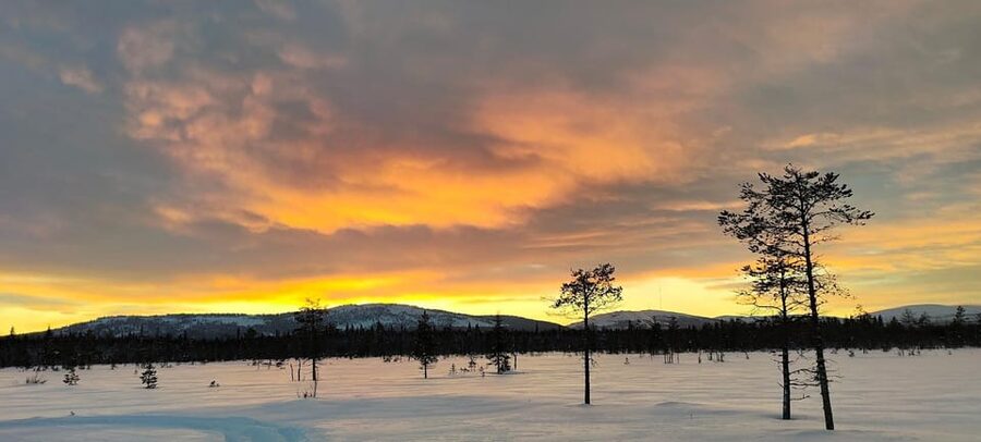 Lapland: Private Snowmobile Safari with arctic Local Guide - Pickup Windows, License Rules, and Gear That Lets You Last