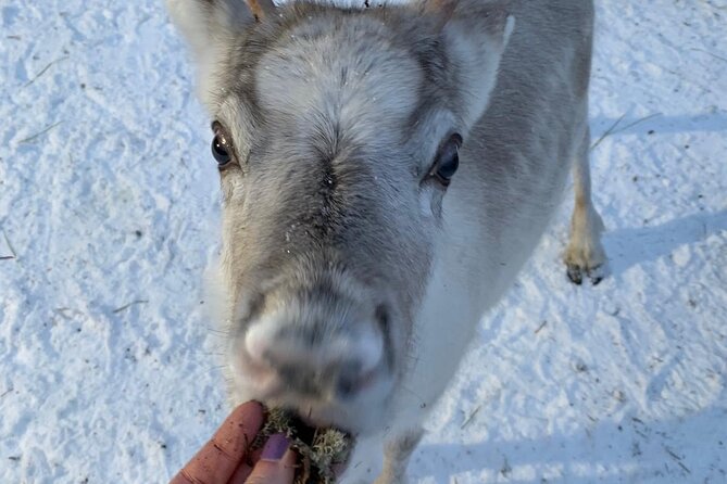 Lapland Reindeer and Husky Safari from Levi - Stop 2: Husky Home, Petting Moment, and Driving the Sled