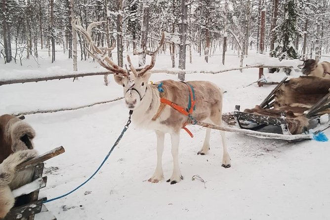 Lapland Reindeer and Husky Safari from Levi - How the Ride Distances Affect Your Expectations