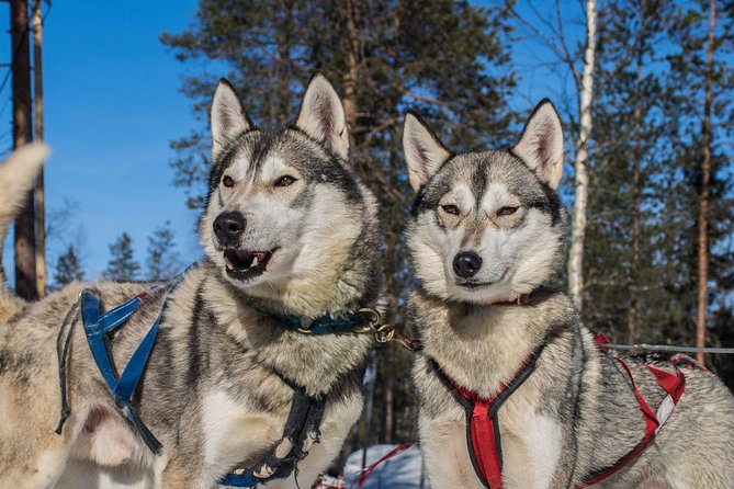 Lapland Reindeer and Husky Safari from Rovaniemi - The husky park section: petting, briefing, and a 2km sled run