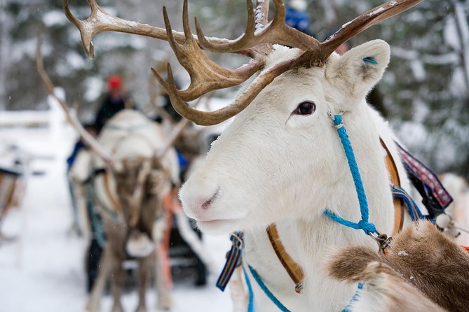 Lapland Reindeer and Husky Safari from Rovaniemi - Price and value: what $246.41 buys you