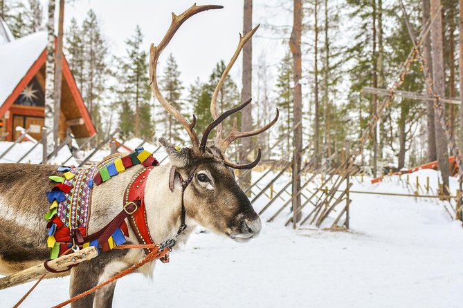 Lapland Reindeer Safari from Rovaniemi - Stop 1 in Rovaniemi: sled “training,” the reindeer driver license, and the warming hut