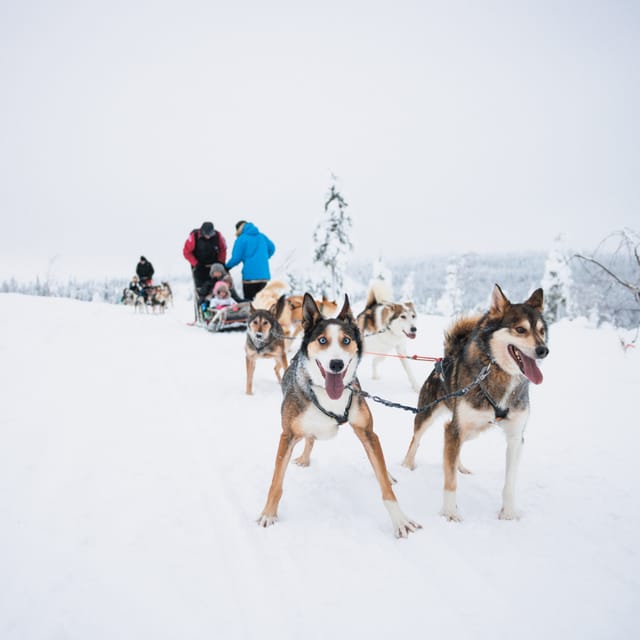 Levi: 15-Kilometres Self-Driving Husky Tour - Why this 15 km self-driving husky safari feels different in Levi