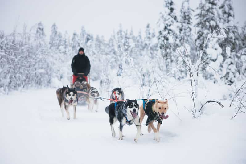 Levi: 15-Kilometres Self-Driving Husky Tour - The two-person sled setup, and how driving actually works