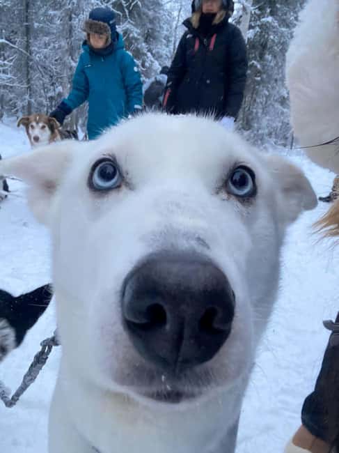 Levi: 5 Km Husky Sledding Ride in Levi - Learning the sled at husky base: how self-driving really works