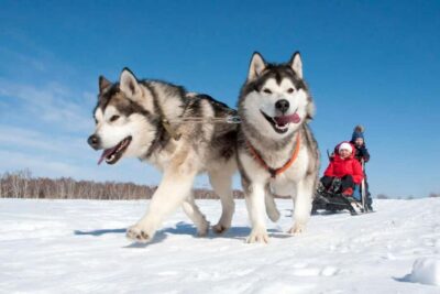 5 Km Husky Sledding Ride in Levi