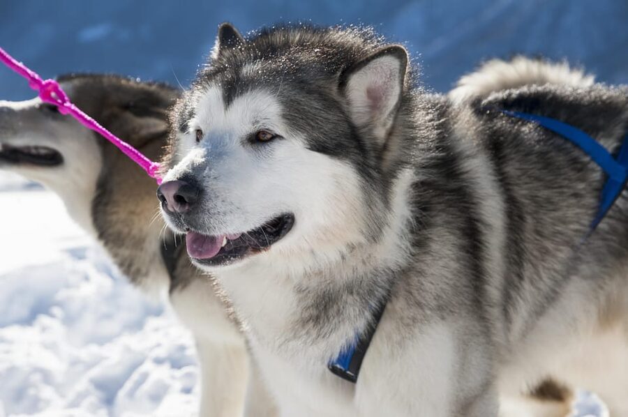 Levi: 5 Km Husky Sledding Ride in Levi - Reindeer spotting near the area: close viewing without the pressure