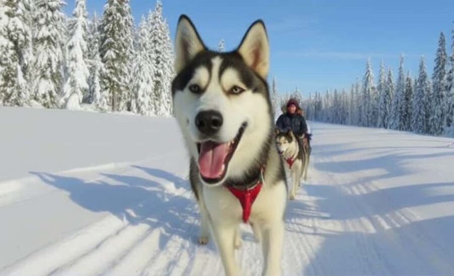 Levi: 5 Km Husky Sledding Ride in Levi - Price and value: is $199 per person fair for what you get?