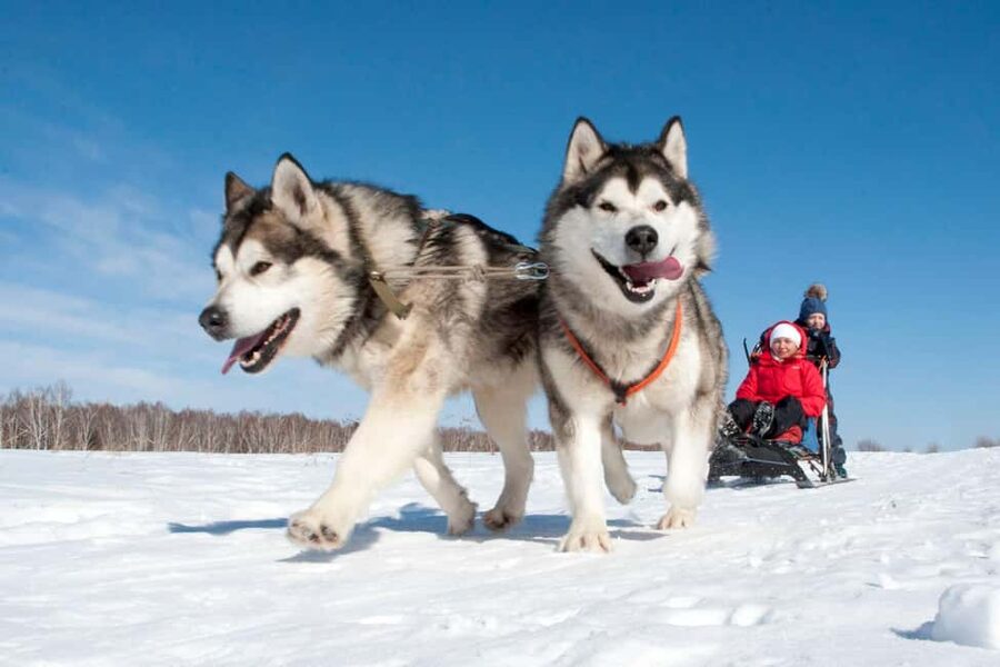 Levi: 5 Km Husky Sledding Ride in Levi - Meeting the huskies: who they are and what you’ll feel fast