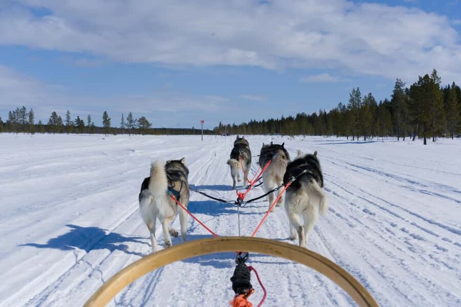 Levi: 5km Self-Driven Husky Ride, Hot drinks & doughnuts - Meeting the Siberian and Alaskan Huskies, and Getting Set Up Right