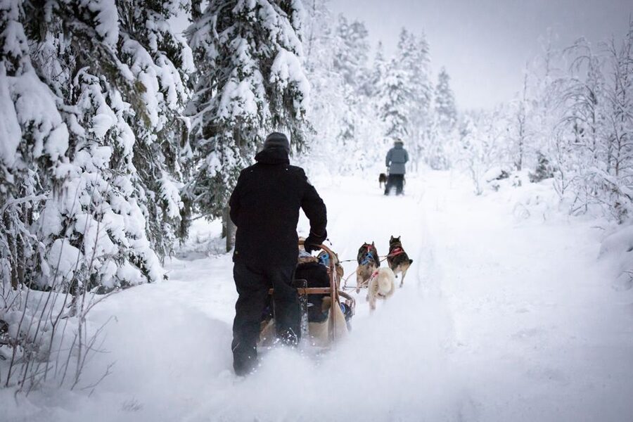 Levi: 7 km Self-Drive Husky Sledding Adventure - Key highlights to know before you go