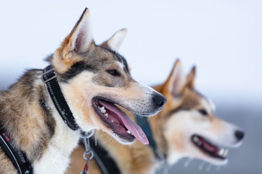 Levi: 7 km Self-Drive Husky Sledding Adventure - Entering the Arctic Circle Snowmobile Park flow in Levi