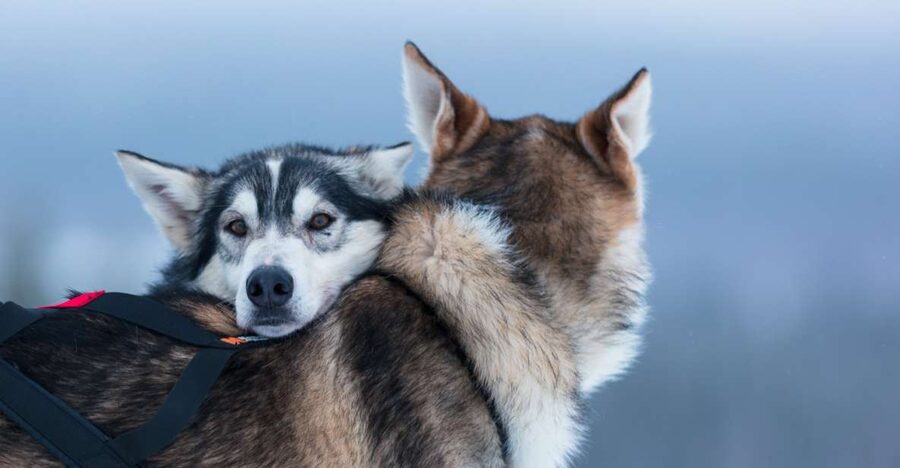 Levi: 7 km Self-Drive Husky Sledding Adventure - The husky farm intro: petting is fun, learning is the real payoff