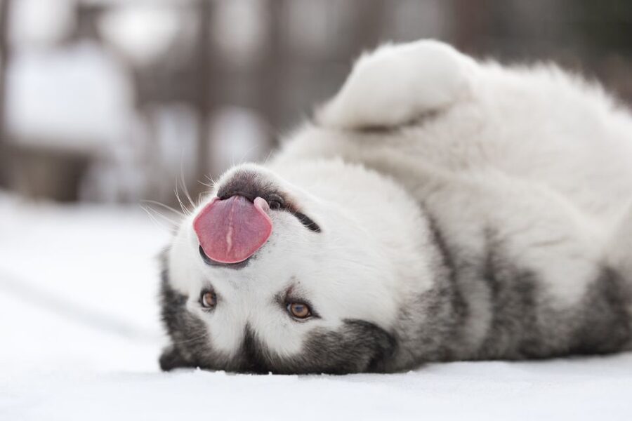 Levi: 7 km Self-Drive Husky Sledding Adventure - Your 7 km self-drive sled setup, and how it keeps things fair