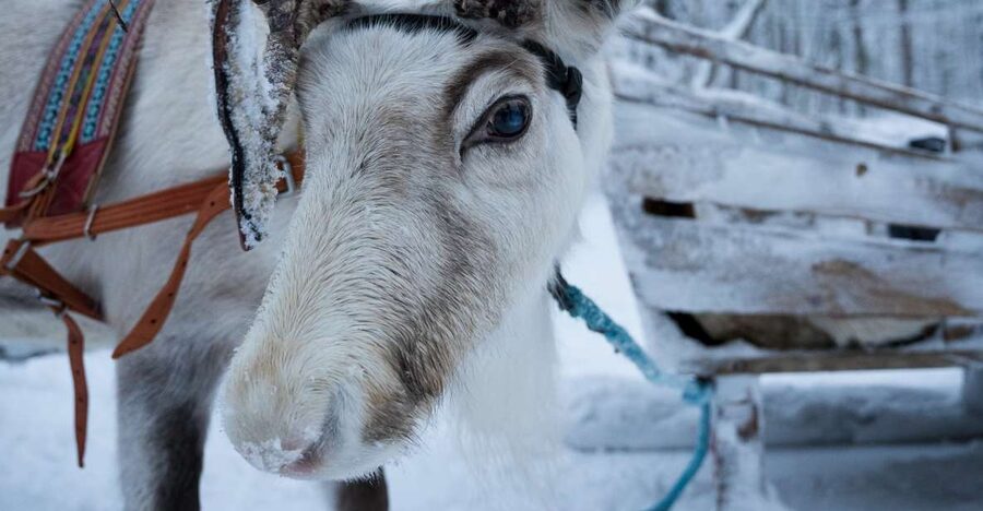 Levi: Arctic Combo – Husky & Reindeer Ride - Key points to know before you go