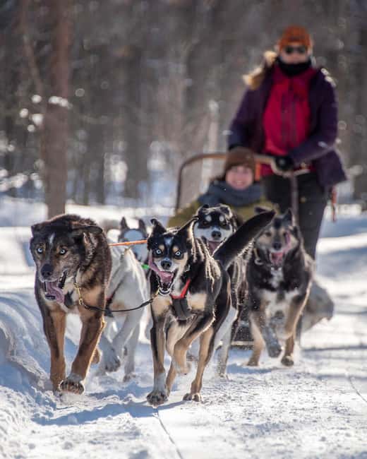Levi: Arctic Combo – Husky & Reindeer Ride - Getting started at Levi Center Hissitie 11