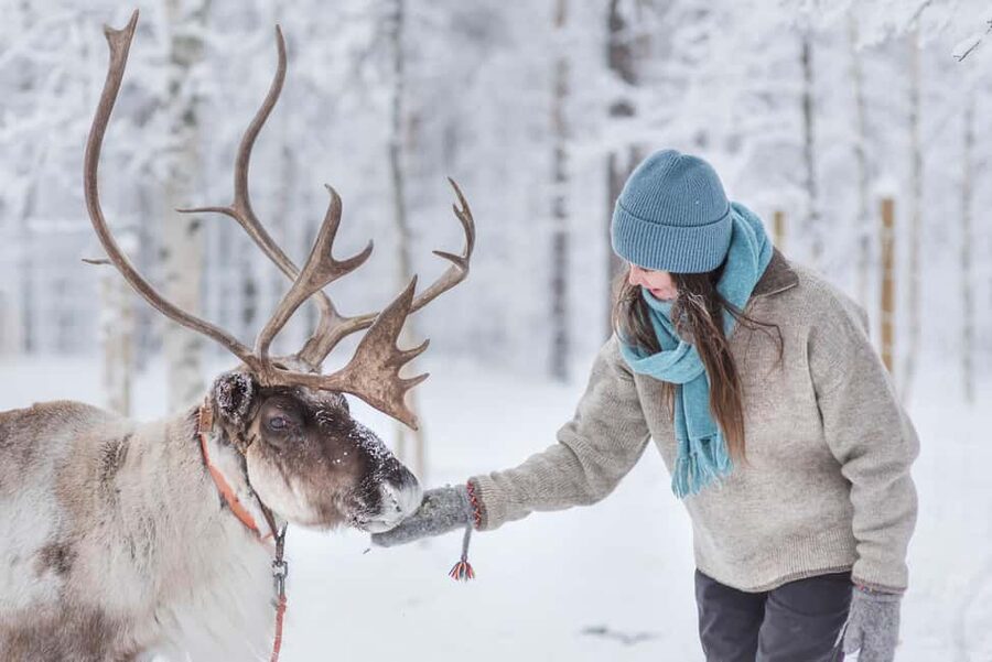 Levi: Arctic Combo – Husky & Reindeer Ride - Husky sled ride: 1.5 km of speed and Arctic grin energy