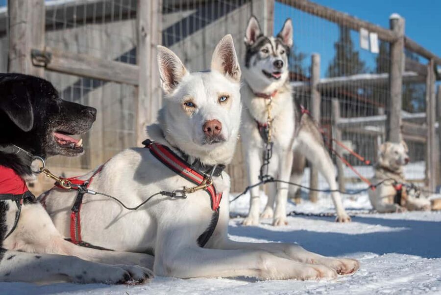 Levi: Arctic Combo – Husky & Reindeer Ride - Snacks, hot juice, and the small comfort that matters