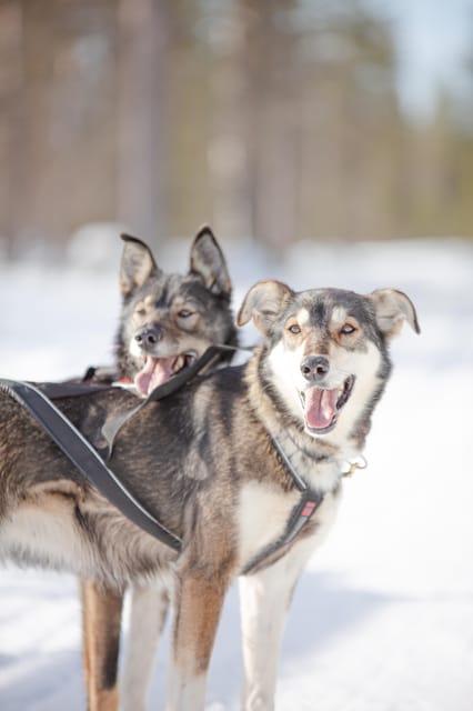 Levi: Guide-driven Husky Safari - Quick takes before you go