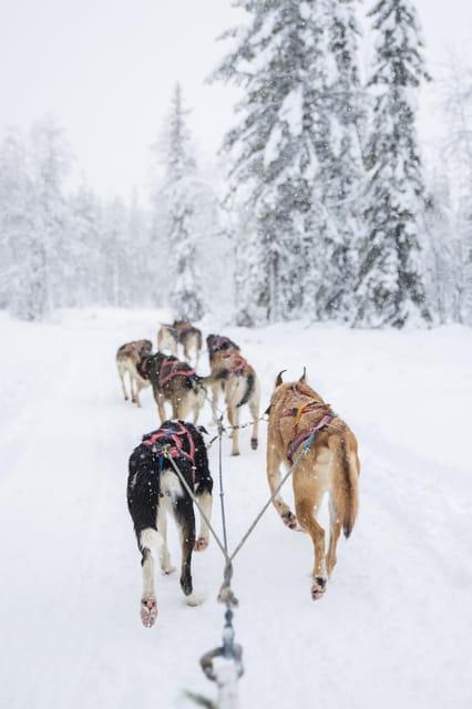 Levi: Guide-driven Husky Safari - Warm blankets, hot juice, and the part where the hour can feel short