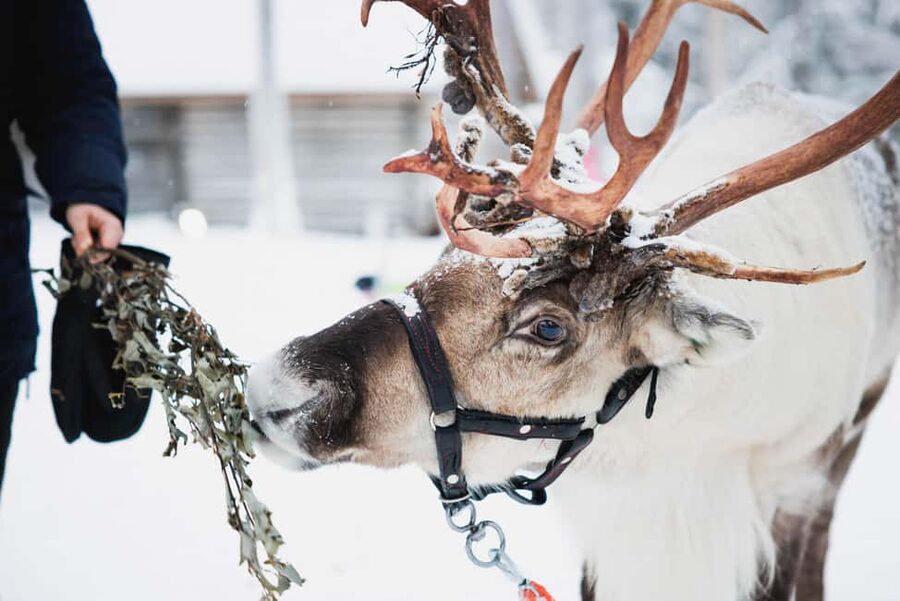 Levi: Husky and Reindeer Farm Tour with Sled Ride - How the Levi transfer keeps your Arctic day on track