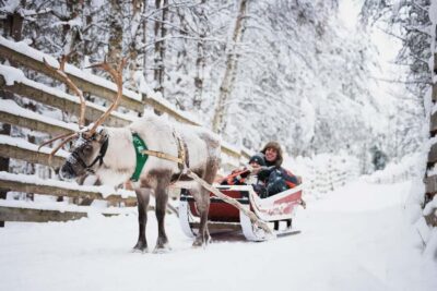 Husky and Reindeer Farm Tour with Sled Ride