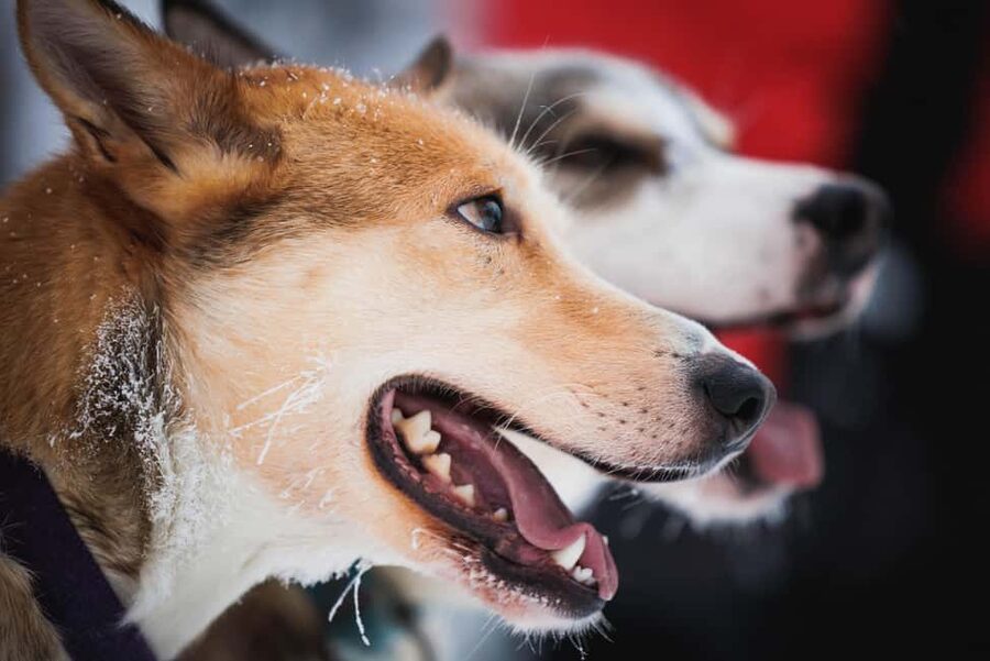 Levi: Husky and Reindeer Farm Tour with Sled Ride - Best for families, beginners, and animal lovers with limited time