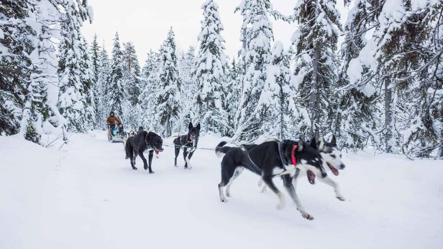 Levi: Husky and Reindeer Farm Tour with Sled Ride - My practical packing and expectations checklist