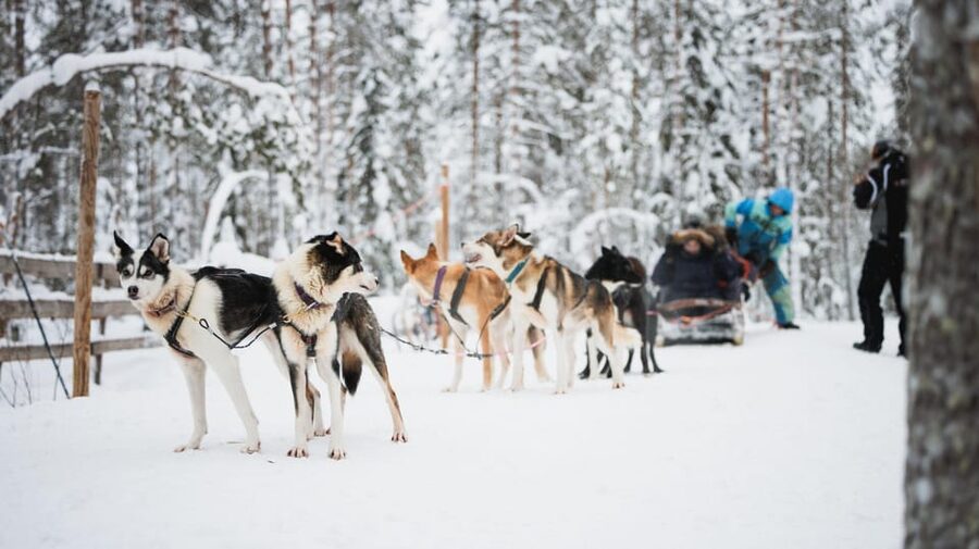 Levi: Husky and Reindeer Farm Visit with Snowmobiling - Who this tour fits best, and who should reconsider