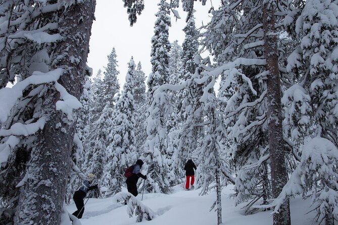 Levi: Lakeside forest snowshoeing - Key highlights to know before you go