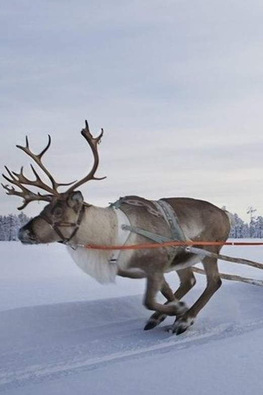 Levi: Lapland Reindeer and Husky Safari - Reindeer farm visit: what the 1 km reindeer sledge ride really gives you