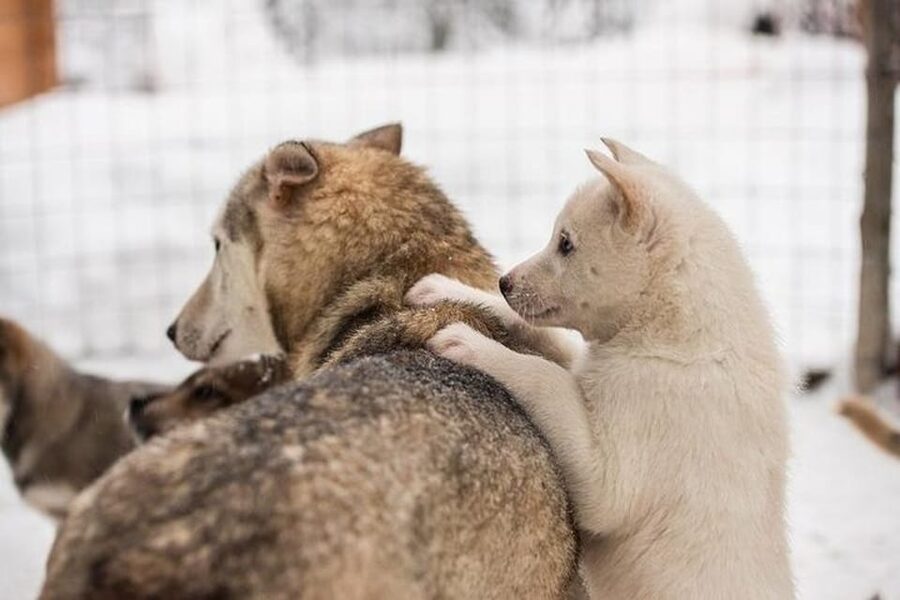 Levi: Lapland Reindeer and Husky Safari - Price and value: is $294 per person worth it?