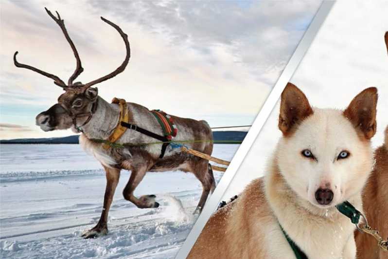 Levi: Lapland Reindeer and Husky Safari - Kittilä warm-up in the kota: stories, hot berry juice, and real winter comfort