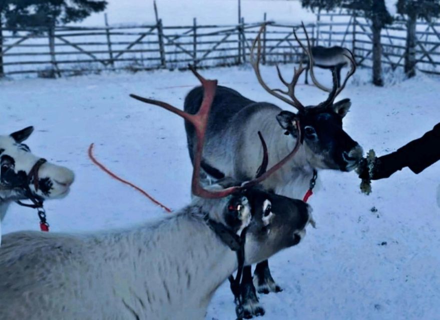 Levi: Lapland Reindeer Safari - Key points before you go