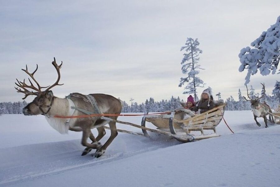 Levi: Lapland Reindeer Safari - Price and whether it’s good value at about $114