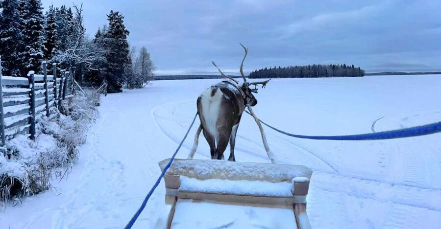 Levi: Lapland Reindeer Safari - Timing, groups, and the guide factor