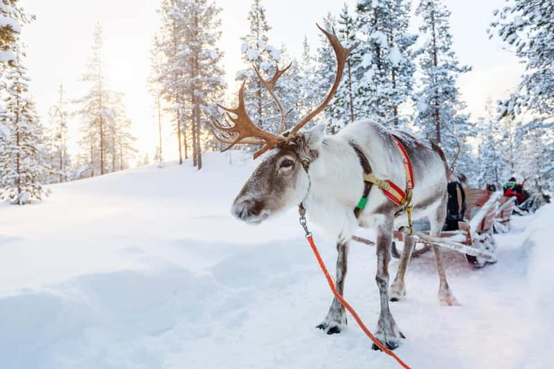 Levi: Lappish Reindeer Sled Ride 3 km - Key Things To Know Before You Go