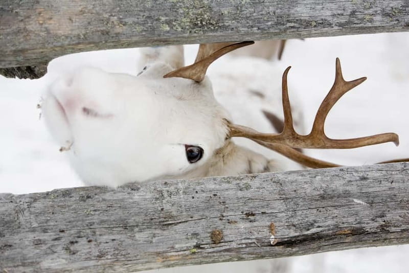 Levi: Lappish Reindeer Sled Ride 3 km - The 3 km Reindeer Sleigh Ride Through Snowy Lapland
