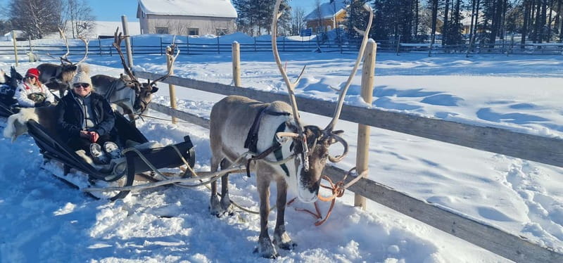 Levi: Lappish Reindeer Sled Ride 3 km - Getting There in Levi: Meeting at Design Hotel Levi