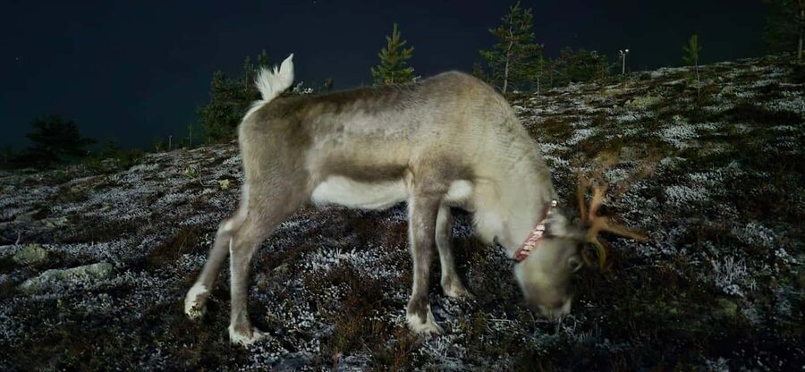 Levi: Northern Lights by Minivan with hot drinks and snacks - Who should book this Northern Lights minivan safari?