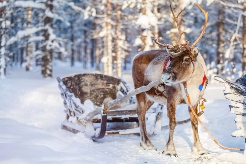 Levi: Reindeer Experience with Sled Ride - Key moments worth your attention