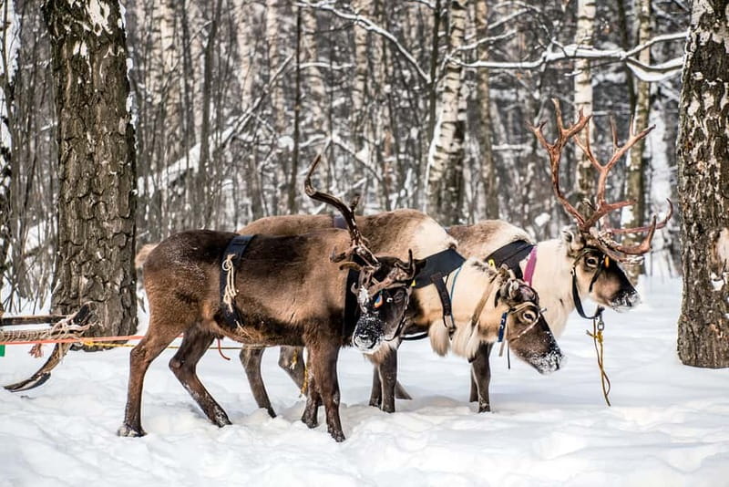 Levi: Reindeer Experience with Sled Ride - Meeting the herders in Levi: the part people remember