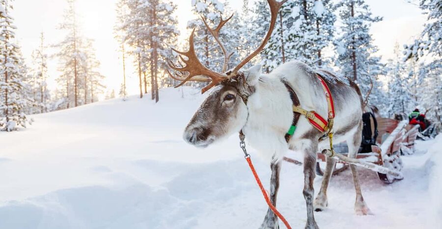 Levi: Reindeer Experience with Sled Ride - Hot juice and cookies: the warmth reset you’ll thank yourself for