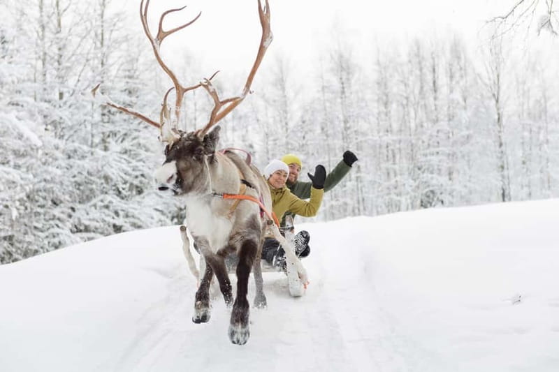 Levi: Reindeer Experience with Sled Ride - Price and value at $147 per person